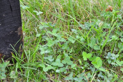clover in a horse pasture