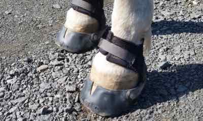 hoof boots on a horse standing on gravel