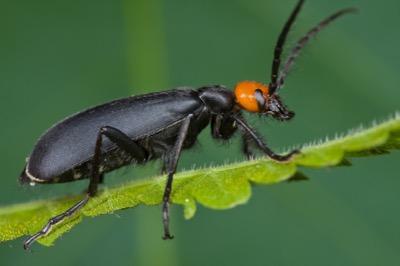 blister beetle dangerous for horses