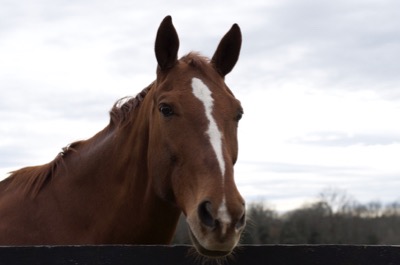 chestnut horse with dull winter coat