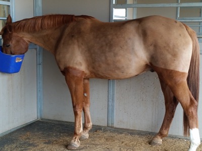 chestnut horse after a trace clip