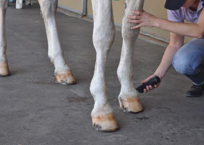 gray horse getting lower legs trimmed