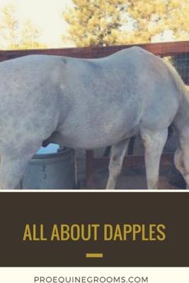 horse-dapples