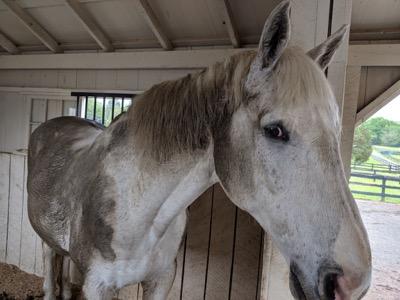 gray horse with large mud patches in stall