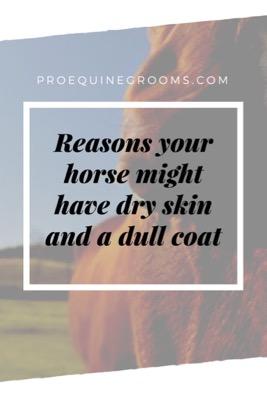 horse-dry-skin-dull-coat