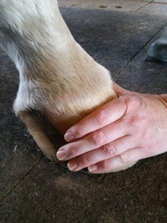feel the hoof with your hands