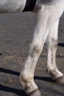 furry-horse-legs-winter