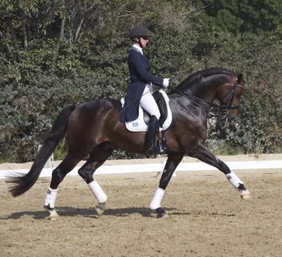dressage-horse-at-show