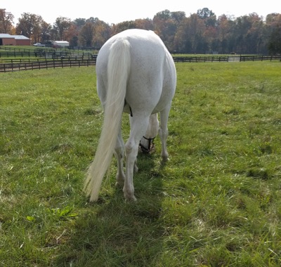 gray horse with a long tail  in pasture