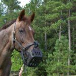 roan horse wearing a black greenguard grazing muzzle