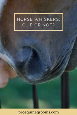 should you clip your horse's whiskers