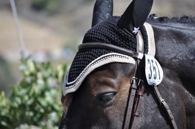 show horse with black fly bonnet on ears