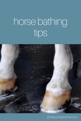 horse-bath-tips