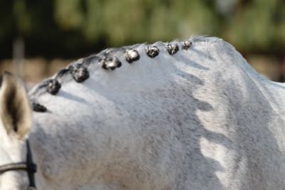 gray-horse-braids