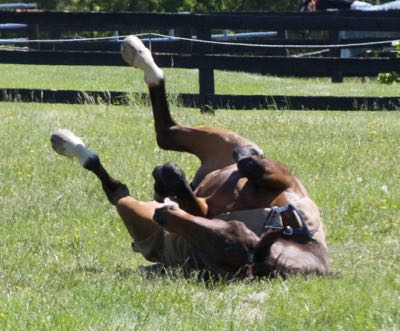 horse rolling in pasture with legs up in the air