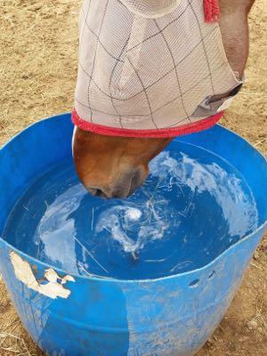 horse-drinking-water-tub