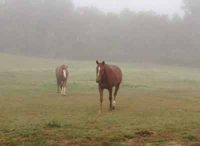 two horse friends in a foggy pasture