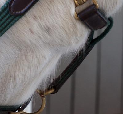 fuzzy cheeks on a horse with a winter coat