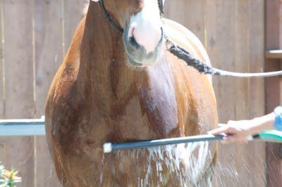 horse-bath-outside-wash-rack