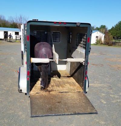 single horse in two horse trailer