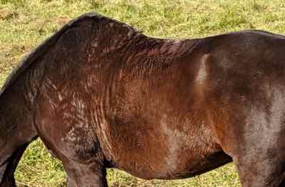 sweat marks on a black horse with a winter coat