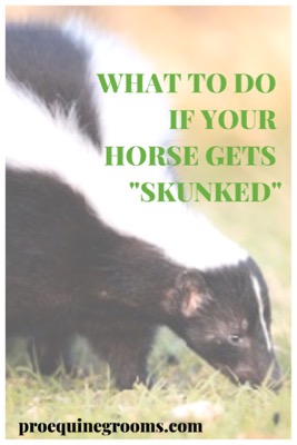 what to do if your horse is skunked