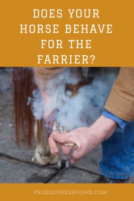 horse-stand-quietly-for-farrier
