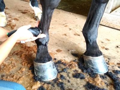 clipping lower legs of bay horse
