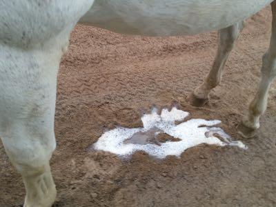 horse belly and urine patch in the sand