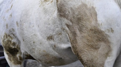 gray horse with urine and manure stains on his belly and flank