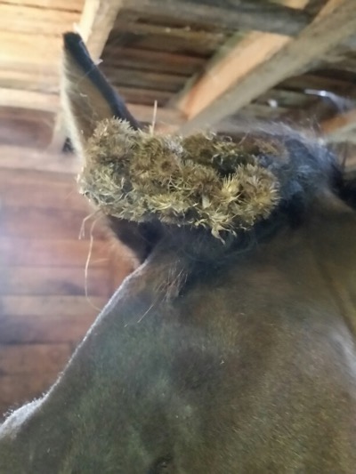 burrs stuck in horse forelock 