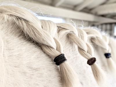 wide braids on a horse mane