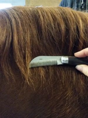 fold up mane blade on chestnut horse