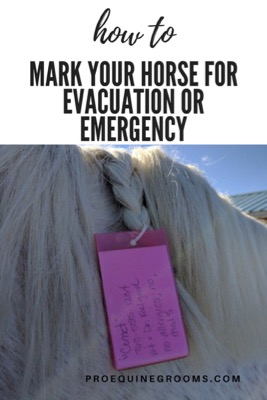 mark-horse-for-trip