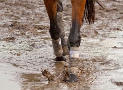 horse walking through muddy water