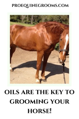 oils are the key to horse grooming