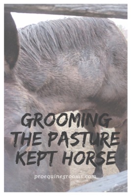 dirty-pasture-horse