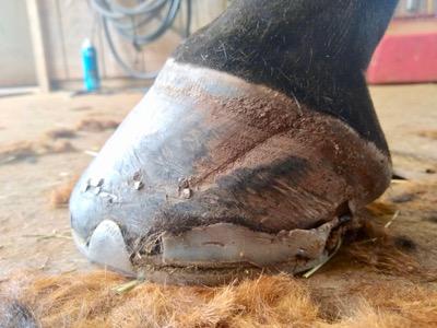 horse hoof with healed quarter crack