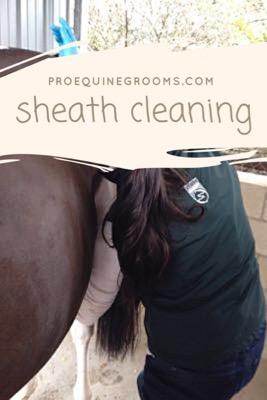 sheath and udder cleaning for horses