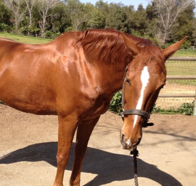 shiny chestnut horse in the sun