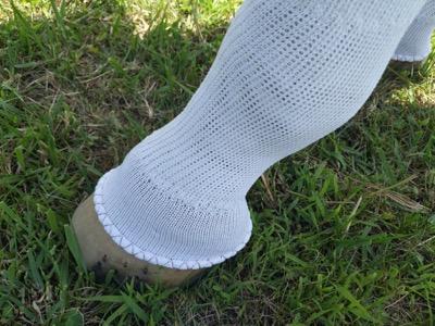 sox for horses on a horse leg standing in grass