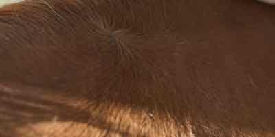 horse whorl on forehead