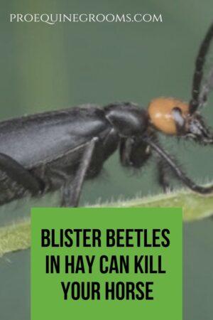 blister beetles can kill a horse