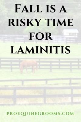 fall is risky for laminitis