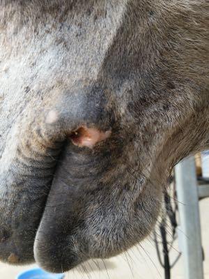 summer sore in the corner of a horse mouth