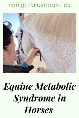 equine metabolic syndrome in horses