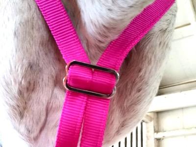 throat latch of special grazing muzzle halter from below