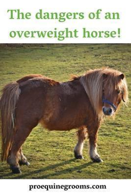dangers of fat horses