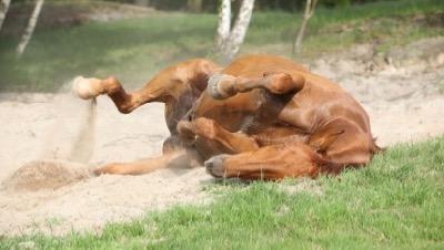 horse rolling in the sand