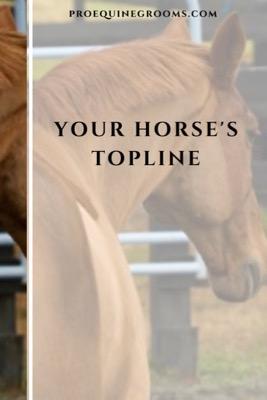 horse topline